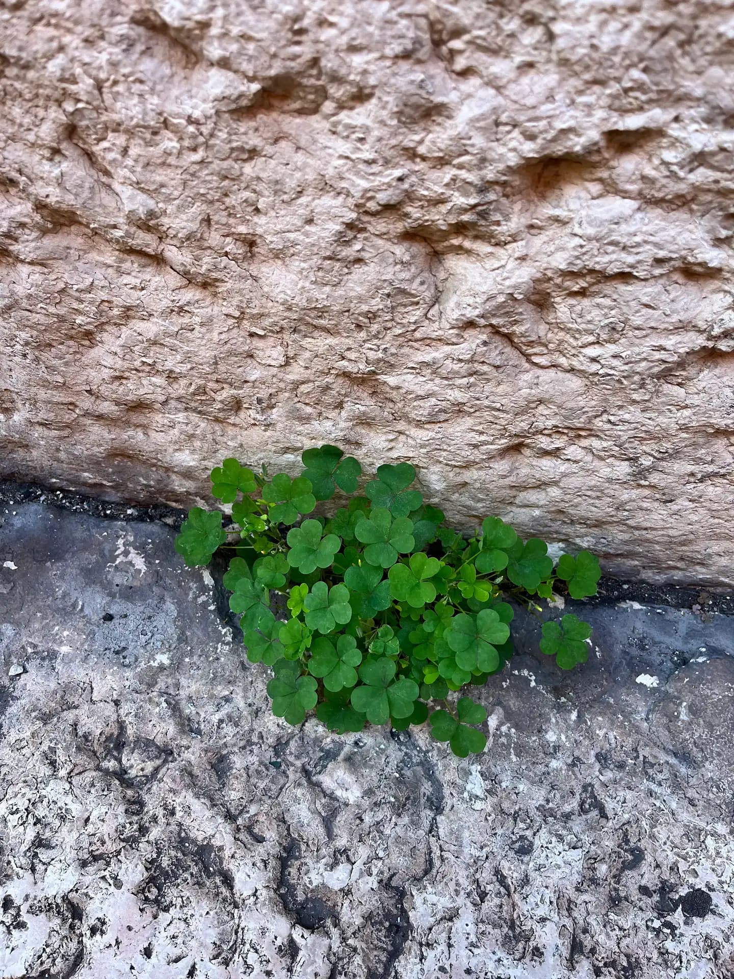 clovers